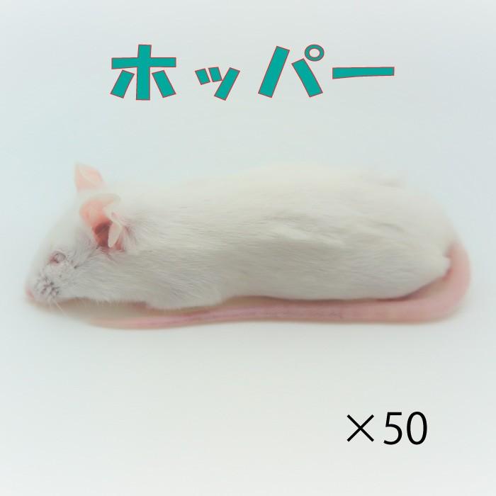 人気満点 冷凍ホッパーマウス 50匹 約6 0ｃｍ 匹 冷凍マウス ホッパー ホワイトマウス 冷凍餌 エサ 猛禽類 爬虫類 両生類 大型魚の肉食ペット用 クール便発送 超激安 Khappykombucha Com