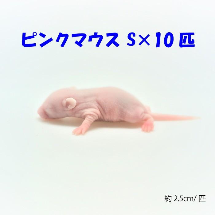冷凍ピンクマウスs(10匹)約2.5ｃｍ/匹 冷凍マウス 冷凍餌 エサ 猛禽類 