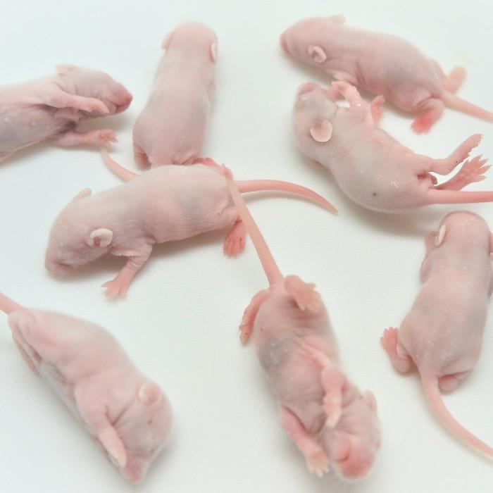 hotlifeクール便発送 冷凍ピンクマウスSサイズ 約2.5cm 2,000匹 最安値級価格