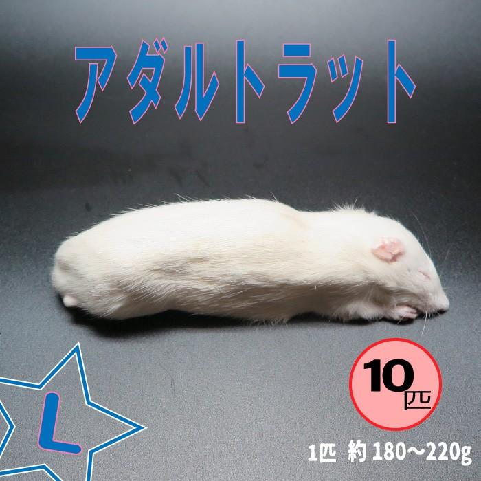冷凍アダルトラット Lサイズ 約180 2g 匹 冷凍マウス アダルト 冷凍ネズミ 冷凍餌 エサ 猛禽類 爬虫類 両生類 肉食ペット用 クール便発送 10匹セット Www Arilab Com Tr Index Php