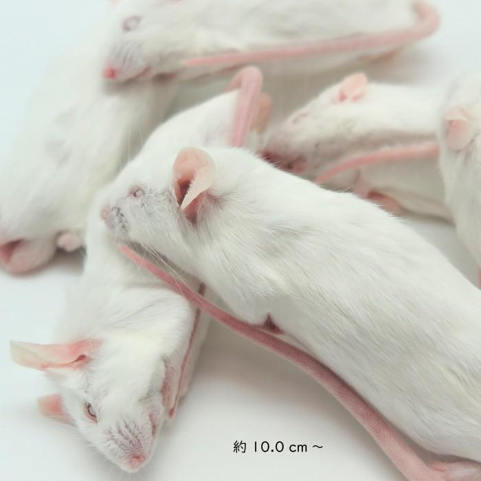 珍しい 冷凍リタイアマウス 100匹 約10 0ｃｍ 匹 冷凍マウス リタイア マウス ホワイトマウス 冷凍餌 エサ 猛禽類 爬虫類 両生類 大型魚の肉食ペット用 クール便発送 高い品質 Www Thedailyspud Com