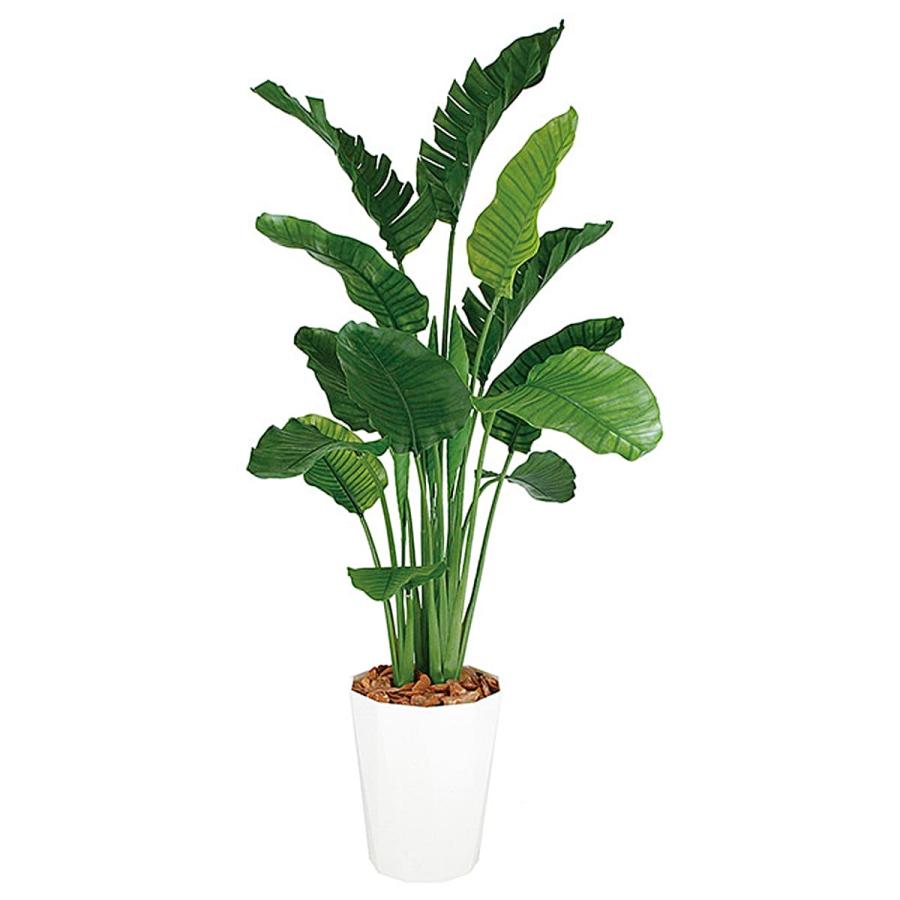 観葉植物オーガスタ・鉢付 観葉植物 大型 オーガスタ 10号 鉢皿付き 陶器鉢 W15 | 移転祝い 開店