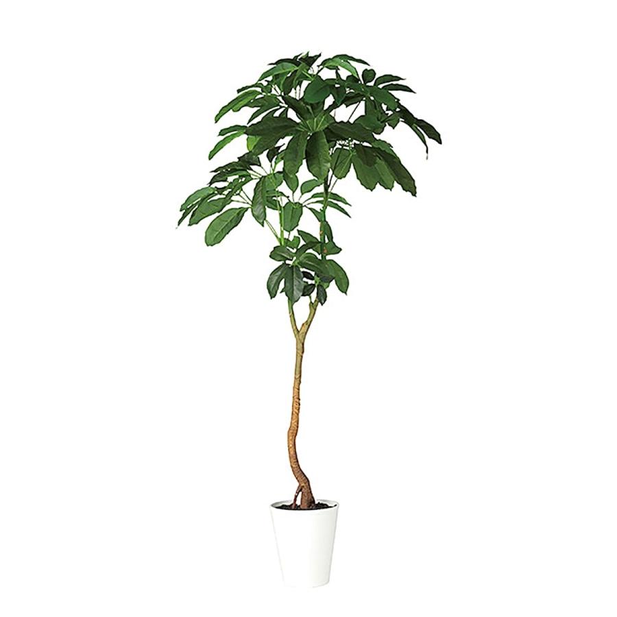 光触媒　人工観葉植物　ウォールグリーン　フェイクグリーン　ブラッサイア210 法人様限定 東京堂 オフィス家具 フェイクグリーン 人工観葉植物