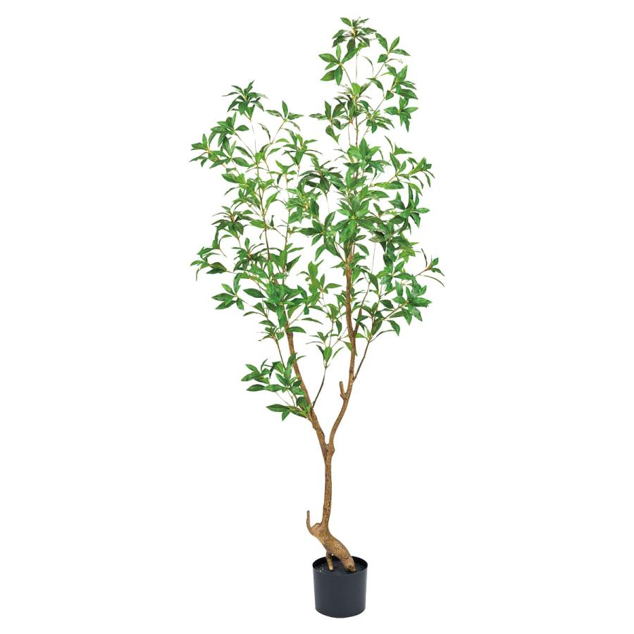 法人様限定 東京堂 オフィス家具 フェイクグリーン 人工観葉植物 シロダモポット（Yahoo!・ハストネット ヤフーショップ）