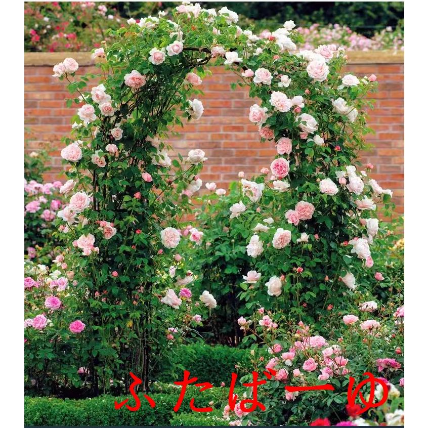 ガーデンアーチ アーチ アイアン ゲート バラアーチ フラワーアーチ ガーデニング 庭 ガーデニング おしゃれ 果樹棚 | ブランド登録なし | 08