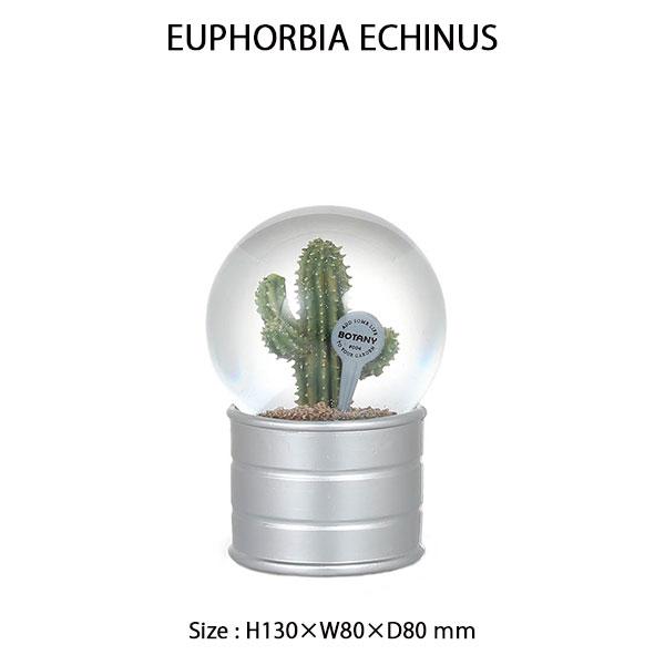DULTON（ダルトン） PLANTS WATER GLOBE Mサイズ 2種類 プランツ