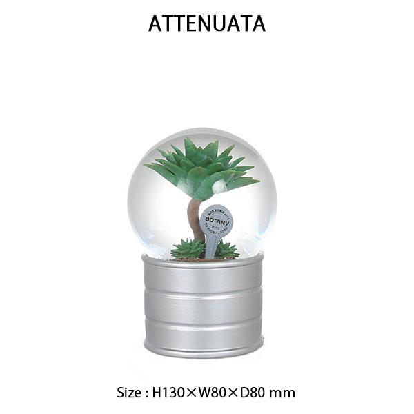 DULTON（ダルトン） PLANTS WATER GLOBE Mサイズ 2種類 プランツ
