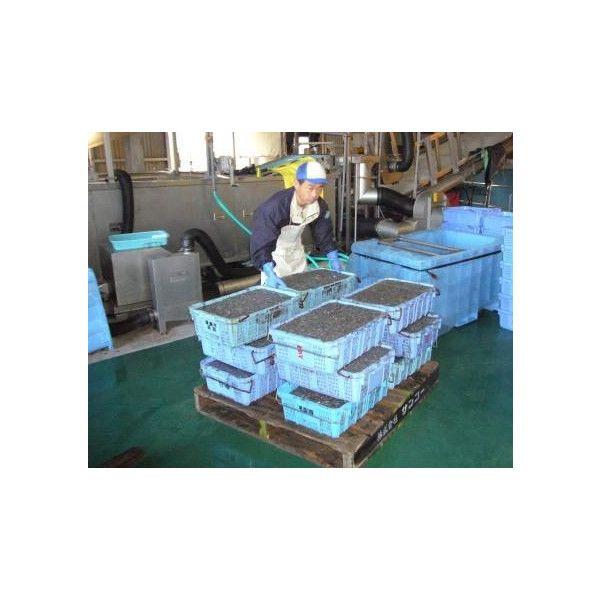 「山田海産物」お得用いかなごのくぎ煮（化粧箱 1kg） |  | 03