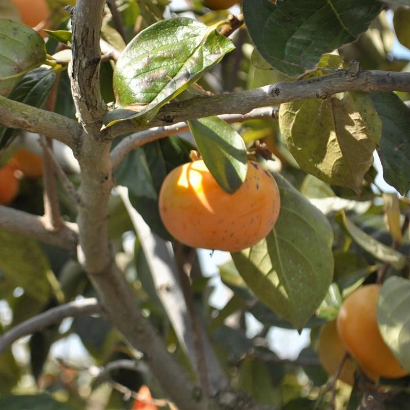 「ひょうごふるさと館」神戸咲く咲くＨarmony 太秋柿チップス（640-15） |  | 03