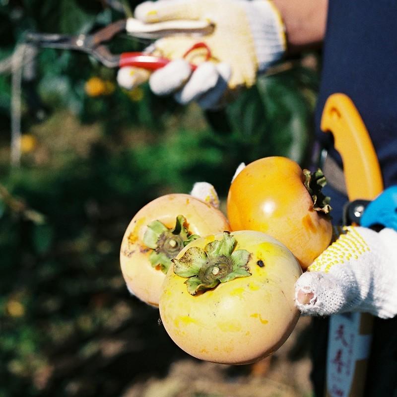 「ひょうごふるさと館」神戸咲く咲くＨarmony 太秋柿チップス（640-15） |  | 04