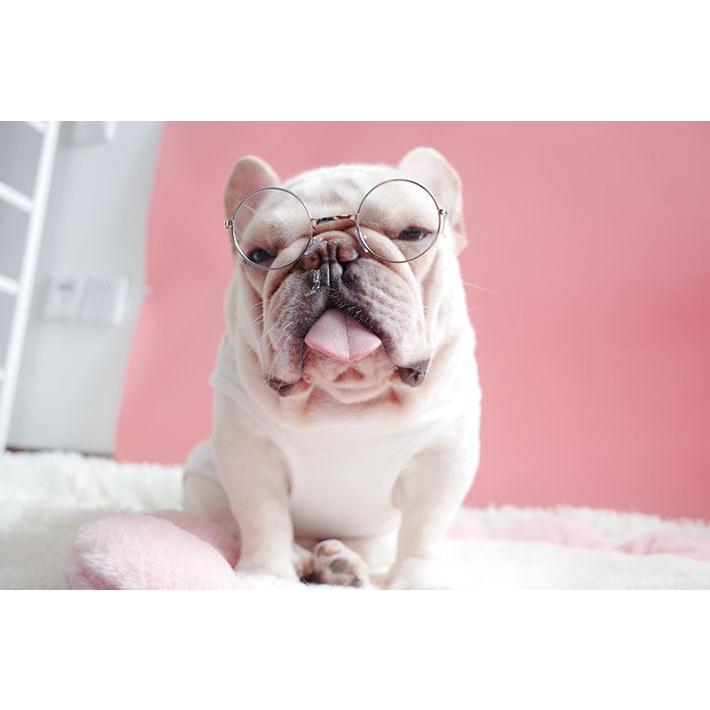 子犬 反射 写真の小道具 ペットのメガネ ペットの製品 S 猫のアイウェア 猫のサングラス 猫のメガネ ペットのパーティーの装飾 小型犬用猫