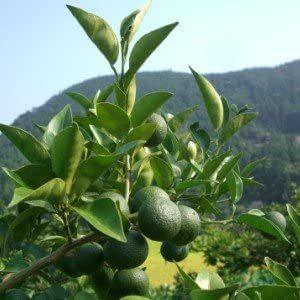 《送料無料》JA徳島 すだち果汁100％ 1000ml 紙パック　徳島 |  | 02