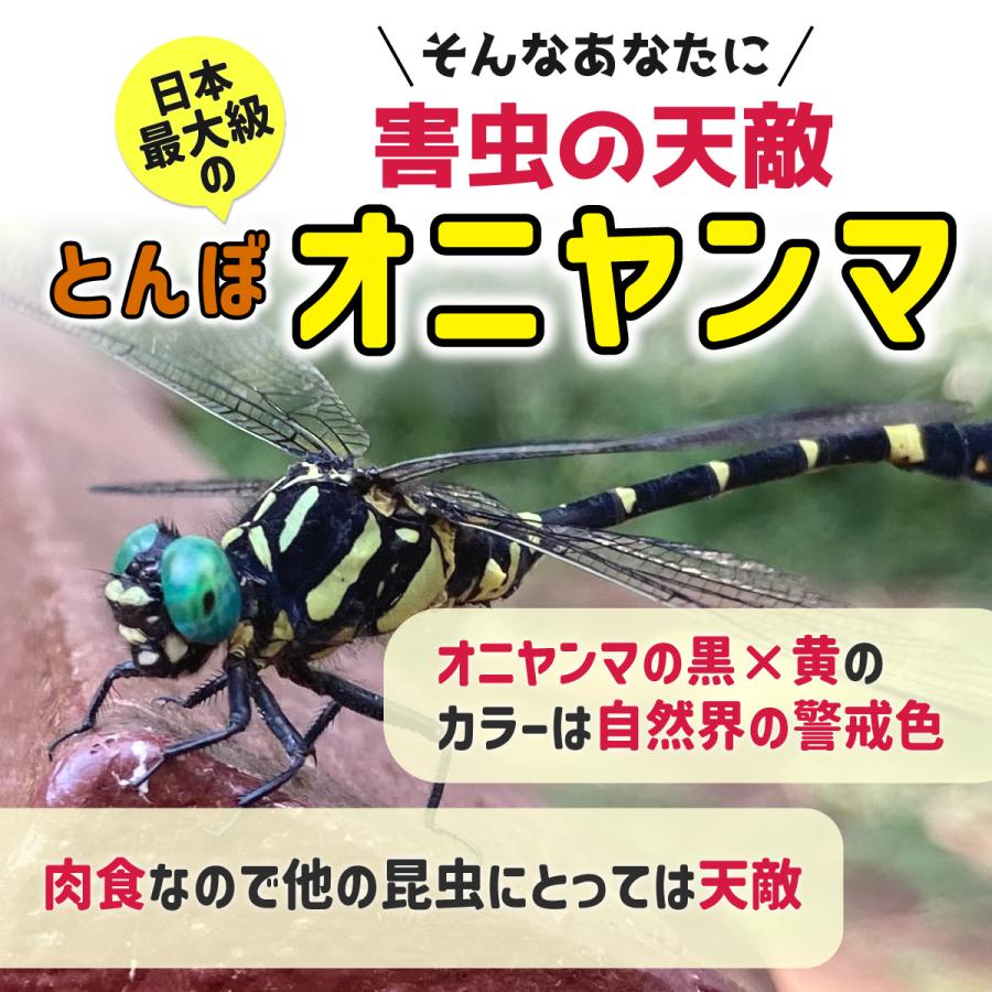 オニヤンマ 虫除け 効果 12cm 帽子 ブローチ 蚊よけ 効果 虫除けオニヤンマ アウトドア 釣り ゴルフ 草むしり | ブランド登録なし | 02