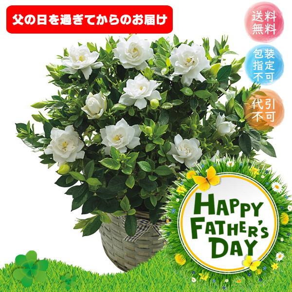 父の日 メーカー直送 ガーデニア鉢植え 花 フラワー 香り ギフト プレゼント お取り寄せ Wilcon Com
