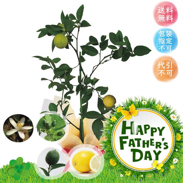 父の日 メーカー直送 レモン鉢植え フラワー 花 果物 ギフト プレゼント お取り寄せ Pavlovastudio Ru