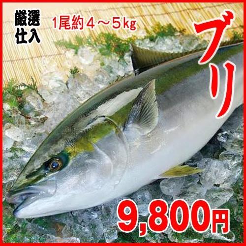 安い購入 業務用 特売 ハマチ ブリ 3尾 1尾約４ ５kg oiu 市場81 通販 Yahoo ショッピング 年最新海外 Www Lequotidien Mr