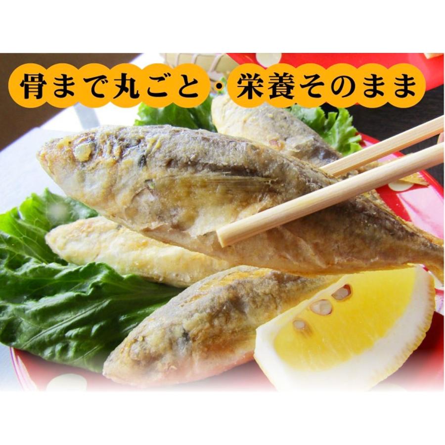 千葉産 豆アジ 4kg前後 1尾 約10 40g前後 じんた ジンタ 鯵 あじ マメアジ まめあじ Ajimame1 市場81 通販 Yahoo ショッピング