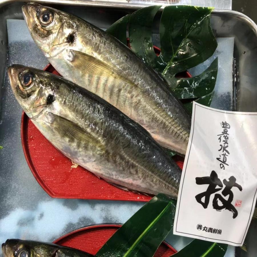 豊後アジ 約１kg ２尾前後 期間特売 Pymr Go Th