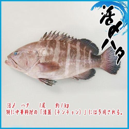 活〆 ハタ 1尾 約１kg 築地 H 市場81 通販 Yahoo ショッピング