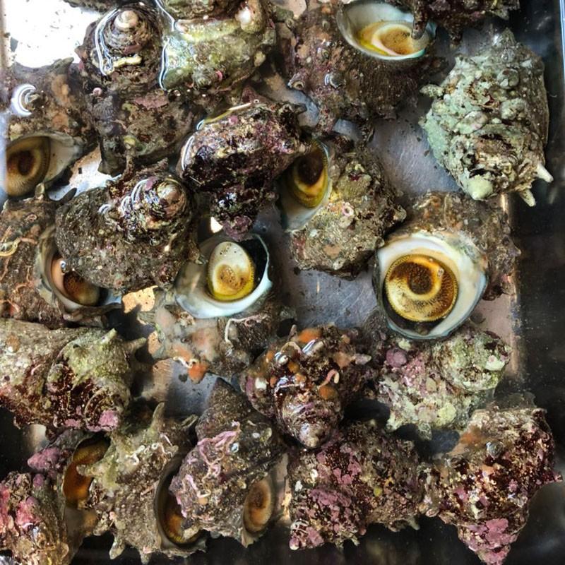 同梱にオススメ品 活 姫サザエ 約0g前後 約6 10個前後 国内産 築地 Himesazae250g Tukiji Doukon 市場81 通販 Yahoo ショッピング