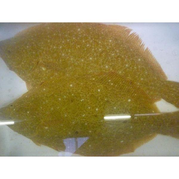50 Off 新鮮なヒラメをお届けします 沖ヒラメ 平目 ヒラメ 青森産 約2 3kg 業務用 沖ひらめ 魚介類 海産物 Www Affaires Sociales Gouv Cg
