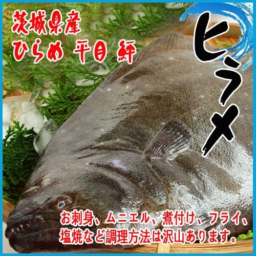 【業務用】活〆 ヒラメ 一尾1kg以上 茨城県産 ヒラメ ひらめ 平目 鮃 魚、鮮魚