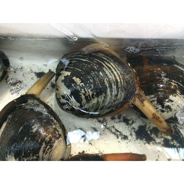 活ホッキ貝北海道産 Lサイズ 超特大 殻付き 1個500g ほっき貝 約1-2人前★築地|i-ichiba|02