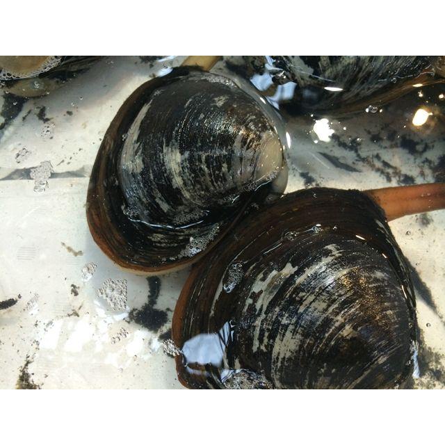 活ホッキ貝北海道産 Lサイズ 超特大 殻付き 1個500g ほっき貝 約1-2人前★築地|i-ichiba|03