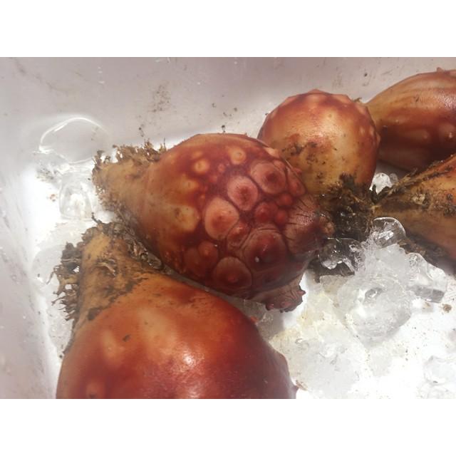 旬の味 生ホヤ貝 養殖 ５個 宮城産 ほや 築地 Hoyagai Tukiji 市場81 通販 Yahoo ショッピング