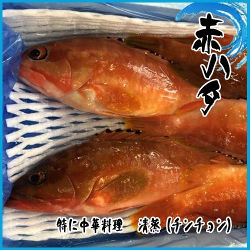 業務用 赤ハタ 3kg 約4 ６尾前後 高級魚 J87k98 市場81 通販 Yahoo ショッピング