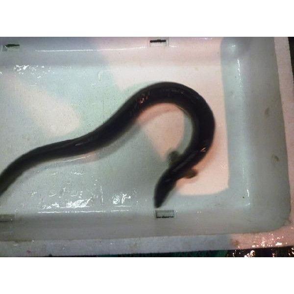 あなたにおすすめの商品 活 活きたままお届け ご希望によりプロが捌いてお届けします うなぎ 約１ ３人前 うなぎ 鰻 3pサイズ 約330g前後 1尾 １kg 国産 愛知または静岡産 ウナギ 魚介類 海産物 Postetelecom Gouv Cg