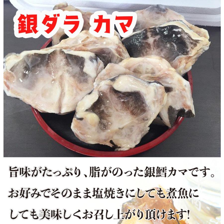 高級魚 銀ダラ カマ 3kg 個前後 稀少 築地 感謝価格