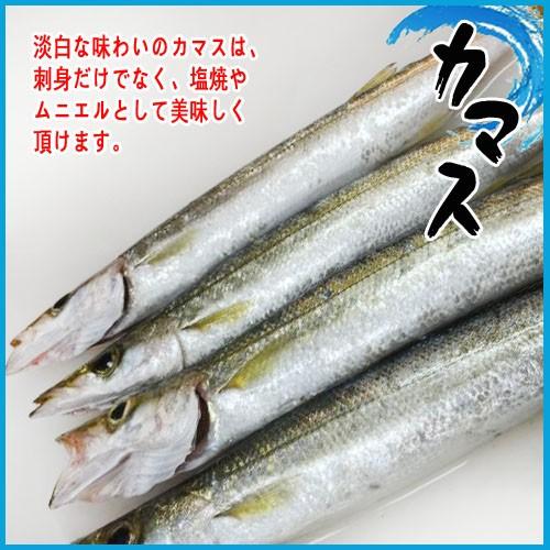 旬 刺身用 デカ カマス 3尾入 1本約0 400g前後 かます 国内産 築地 Kamasu Tukiji 市場81 通販 Yahoo ショッピング