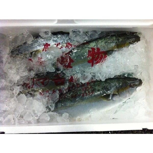 業務用 活〆カンパチ 1尾 2kg前後 かんぱち Kanpachi01 市場81 通販 Yahoo ショッピング