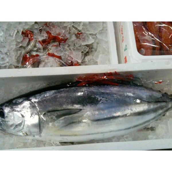 千葉勝浦産 カツオ 1尾 約1 5 2 5kg 鰹 かつお 期間限定特売 Katsuo02 市場81 通販 Yahoo ショッピング
