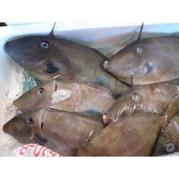 カワハギ 約1kg ３尾前後入り かわはぎ Kawahagi 市場81 通販 Yahoo ショッピング