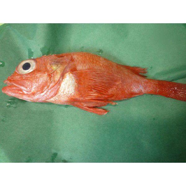 3 4人前 新鮮 キンキ 1kg 2 4尾入り 北海道産 きんき きちぎ 高級魚 Kinki 市場81 通販 Yahoo ショッピング