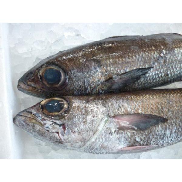 業務用 長崎県産 黒ムツ 約5kg 12 14尾前後入り クロムツ 黒むつ Kuromutu 市場81 通販 Yahoo ショッピング