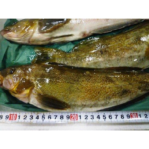 販売 活〆あいなめ 1尾 約１kg 前後 北海道産 アイナメ