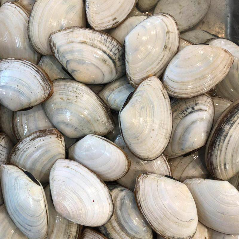 活白貝 約1kg 1個約40 60g前後 シロガイ 貝 Sirogai22 市場81 通販 Yahoo ショッピング