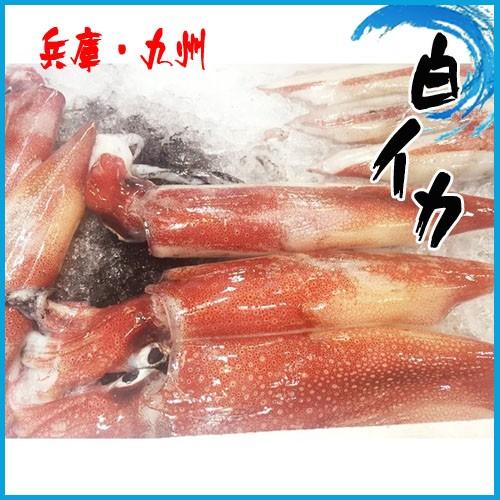 白イカ 1kg 剣先イカ いか 注目のブランド 1尾約0g シロイカ 兵庫 九州産 稀少