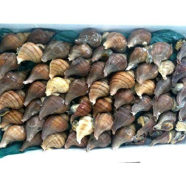 国産 活磯ツブ貝 殻付き 約１kg １個約160 １９０g つぶ貝 粒貝 T998f 市場81 通販 Yahoo ショッピング