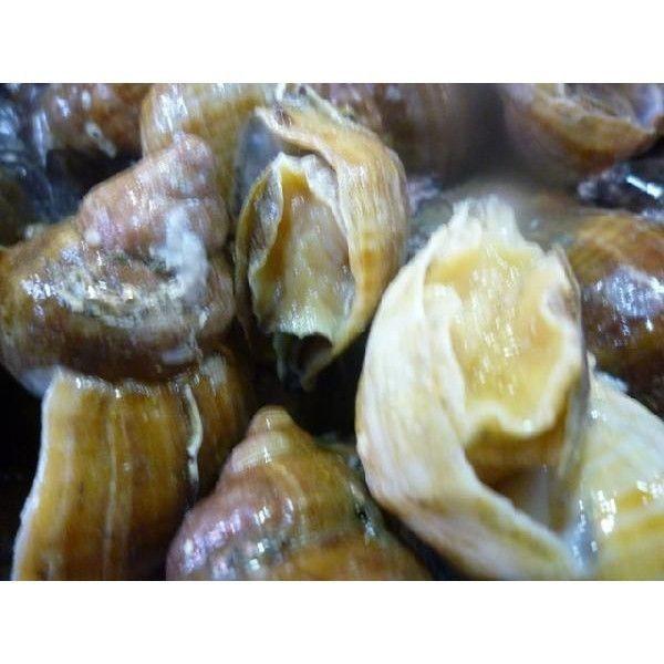 国産 活磯ツブ貝 殻付き 約１kg １個約160 １９０g つぶ貝 粒貝 T998f 市場81 通販 Yahoo ショッピング