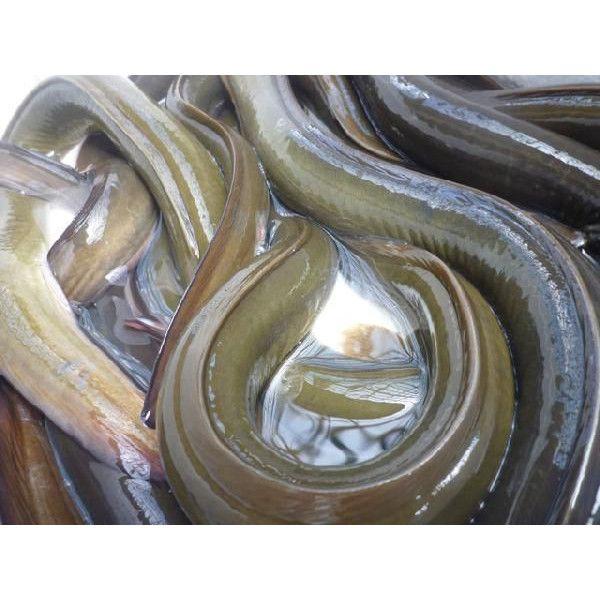 天然 活 うなぎ 鹿児島 宮崎産 約1kg 鰻 ウナギ Tennnenunagi 市場81 通販 Yahoo ショッピング