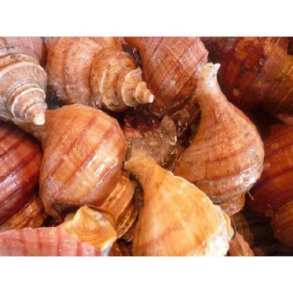 業務用 送料無料 北海道産 活 殻付 磯ツブ貝 中 5kg(約40-50粒前後) つぶがい 粒貝 :tubu-5kg:市場81 - 通販 - Yahoo!ショッピング 業務用 送料無料 北海道産 活 殻付 磯ツブ貝 中 5kg(約40-50粒前後) つぶがい 粒貝 :tubu-5kg:市場81 - 通販 - Yahoo!ショッピング