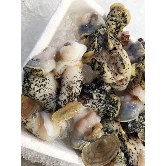 特上 活むきつぶ貝 300g以上 ツブガイ むき身 築地 Tubugai Mukimi Tukiji 市場81 通販 Yahoo ショッピング