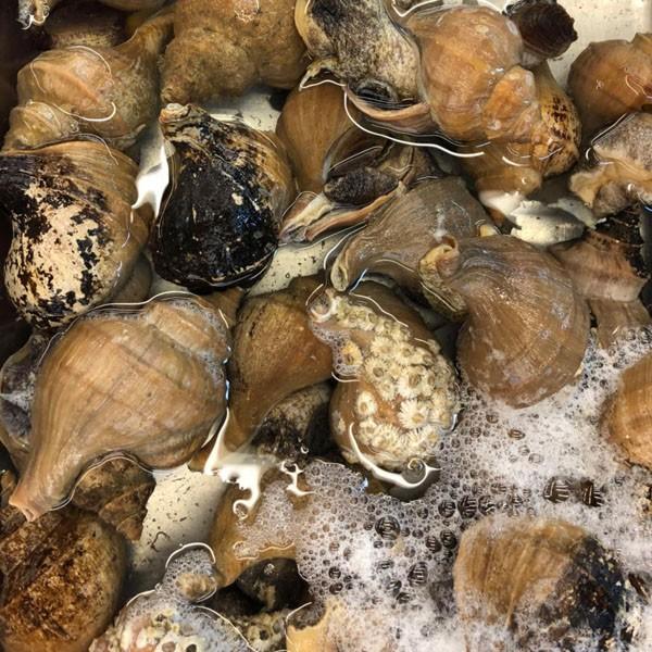 高質 中サイズ 約３ ５人前 国産 活磯ツブ貝 殻付き 約３５0ｇ 築地 Wantannas Go Id