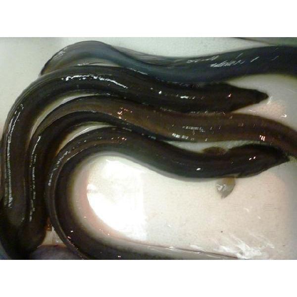 活 うなぎ 国産 1尾 約160 170g 6pサイズ 鰻 ウナギ Unagi 6p 市場81 通販 Yahoo ショッピング