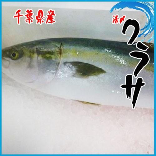 驚きの価格が実現 業務用 千葉県産 活〆ワラサ 1尾入 約4 5kg 稚鰤 わらさ