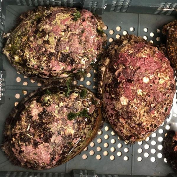 何でも揃う 天然 活 房州アワビせ貝 約1kg 1個あたり約300g あわび 鮑 お気にいる